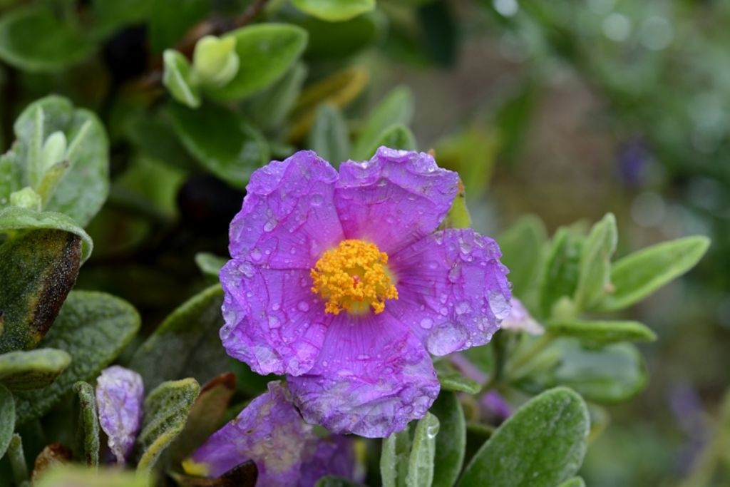 Cistus albidus / Cisto a foglie sessili